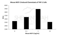 Mouse Recombinant MCP-2 / CCL8 (from E. coli)