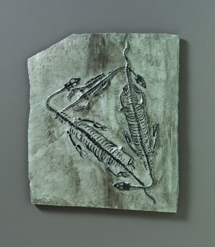 Keichousaurus Hui (Trias.) Cn Replica Fossil Resin