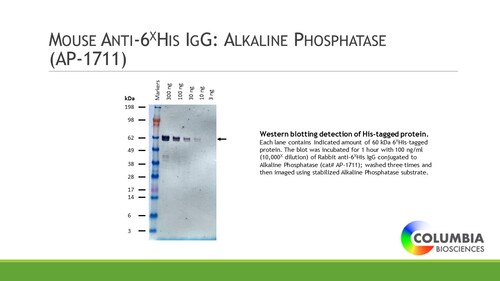 Mouse anti-6x histidine IgG conjugated to Alkaline Phosphatase, 100ug