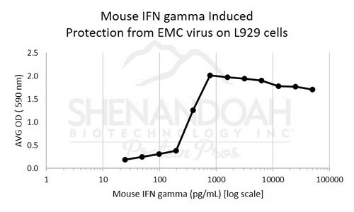 Mouse Recombinant IFN gamma (from <i>E. coli</i>)