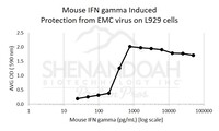 Mouse Recombinant IFN gamma (from E. coli)