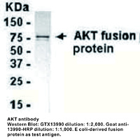 Anti-AKT Chicken Polyclonal Antibody