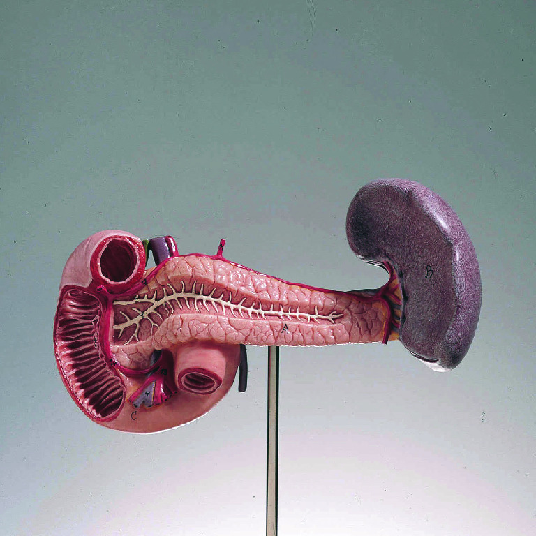 Somso® Pancreas, Spleen, and Duodenum Model | Human Biology Models