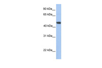 Anti-ALG2 Rabbit Polyclonal Antibody