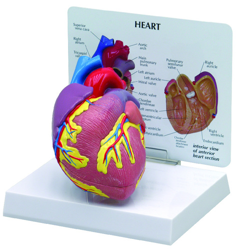Model-Heart two part 100cm