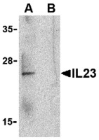 Human IL-23 Peptide (14 aa near C-terminus)