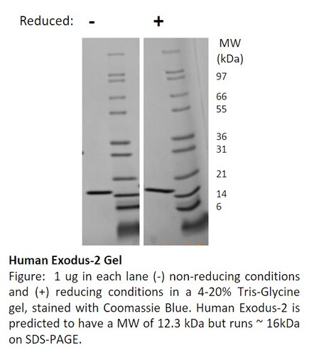 Human Recombinant Exodus-2 / CCL21 (from <i>E. coli</i>)
