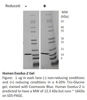 Human Recombinant Exodus-2 / CCL21 (from E. coli)