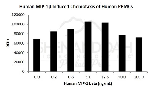 Human Recombinant MIP-1 beta / CCL4 (from E. coli)