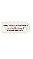 VSV-Pseudovirus_SARS-CoV-2 Omicron BQ.1.1 Strain Spike with Luciferase Reporter