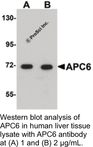 Antibody APC6 0.1MG