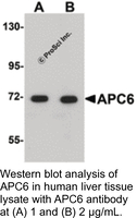 Anti-APC6 Rabbit Polyclonal Antibody
