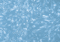 Human Mesenchymal Stem Cells from Bone Marrow (hMSC-BM), PromoCell