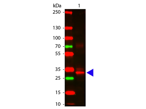 Asparaginase [Rb] Antibody