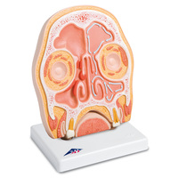 3B Scientific® Frontal Section of the Head