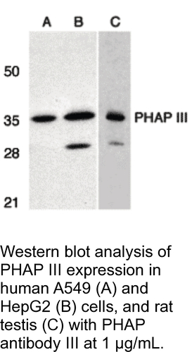 Antibody PHAP III 0.1MG