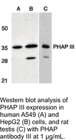 Anti-PHAP3 Rabbit Polyclonal Antibody