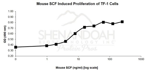 Mouse Recombinant SCF (from <i>E. coli</i>)
