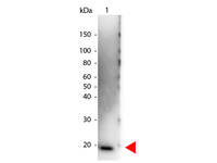 Anti-IL6 Rabbit Polyclonal Antibody (HRP (Horseradish Peroxidase))