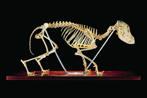 CANINE SKELETON ARTICULATED NATURAL