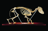 Ward's® Canine Skeleton
