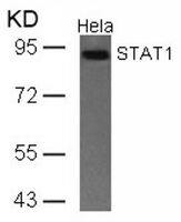 Anti-STAT1 Rabbit Polyclonal Antibody