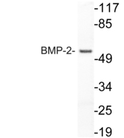 Anti-BMP2+4 Rabbit Polyclonal Antibody