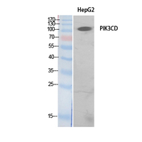 Anti-PI 3 Kinase p110 delta Rabbit Polyclonal Antibody
