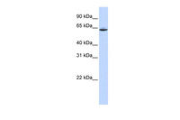 Anti-SLC33A1 Rabbit Polyclonal Antibody