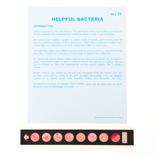 Helpful Bacteria Microslide