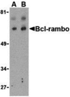 Anti-BCL2L13 Rabbit Polyclonal Antibody