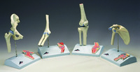 3B Scientific® Mini Joint with Cross-Section Model Set