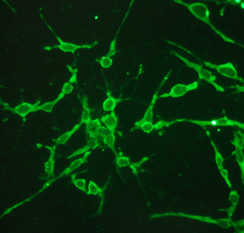 MOTOR IPSC-DENEURONRIVED IMOTORNERHUMAN