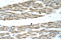Anti-MYC Rabbit Polyclonal Antibody