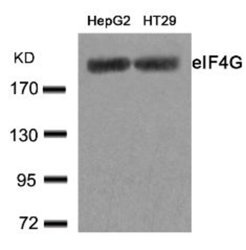 EIF4G (Ab 1232) Antibody