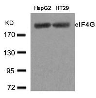 Anti-EIF4G1 Rabbit Polyclonal Antibody
