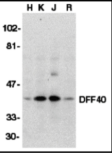DFF40 antibody