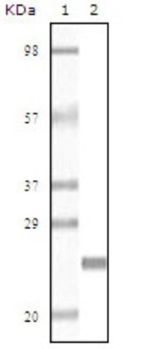 Desmin Antibody [10H7D2]