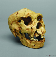 Bone Clones® Homo heidelbergensis Skull Atapuerca 5
