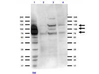Anti-ITGB3 Rabbit Polyclonal Antibody