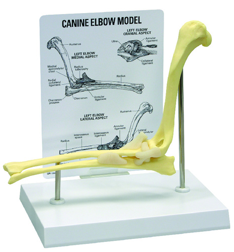 Model canine elbow, size: 9-1/2x1-3/4x7-1/2IN, Card: 6-1/4x8-1/4IN, Base:8-7/8x6-1/4inch