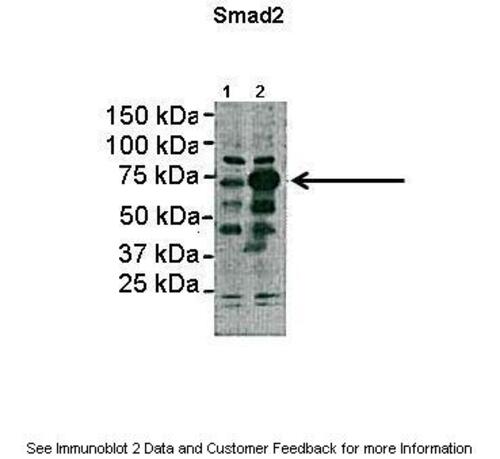 SMAD2 Antibody