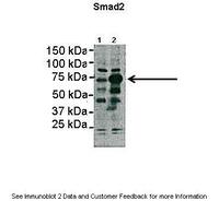 Anti-SMAD2 Rabbit Polyclonal Antibody