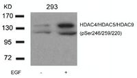 Anti-HDAC4/5/9 Rabbit Polyclonal Antibody