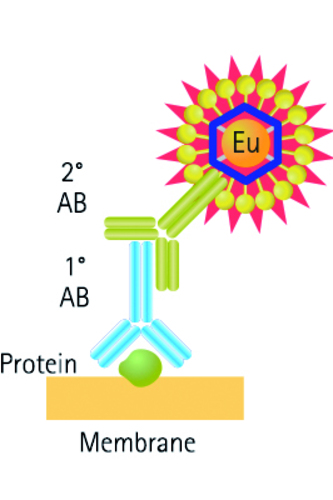 ScanLater™ Western Blot Assay Kit, Molecular Devices