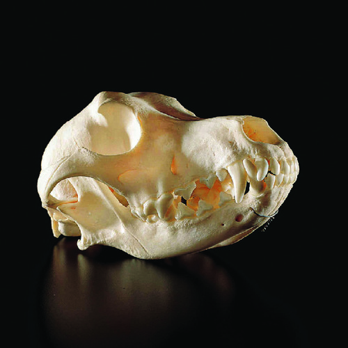 CANINE SKULL ADULT NATURAL JAW HINGED