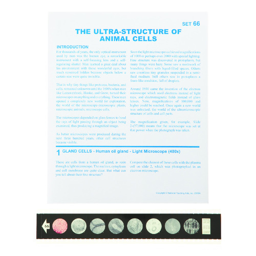The Ultrastructure of Animal Cells Microslide