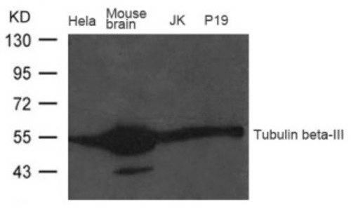 Tubulin beta III Antibody