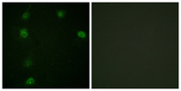 Anti-Cyclin E1 Rabbit Polyclonal Antibody