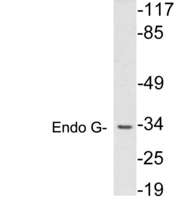 Anti-Endo G Rabbit Polyclonal Antibody